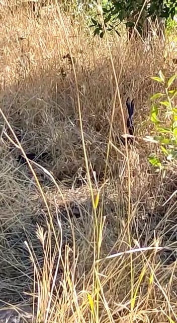 Elazığ’da 2 metrelik yılanların dansı