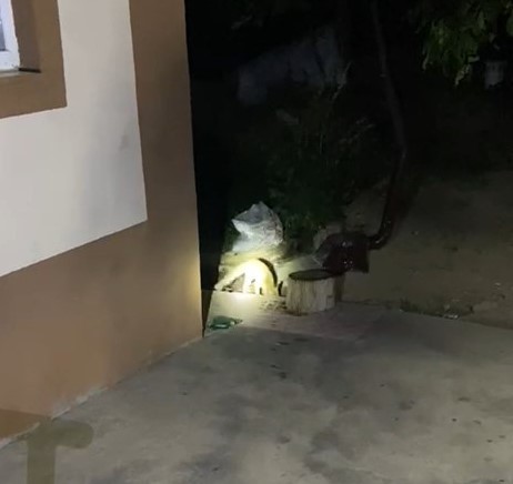 Elazığ’da aç kalan tilki evin bahçesinde yiyecek aradı