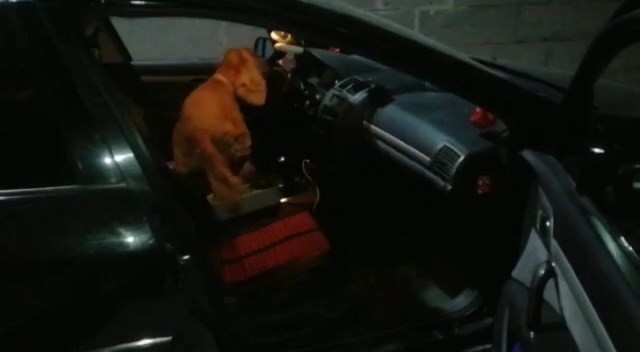 Elazığ’da dedektör köpeği ‘Alex’ uyuşturucu tacirlerine geçit vermedi: 5 gözaltı