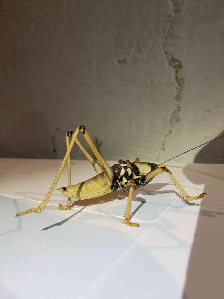 Elazığ’da dev çekirge görüntülendi