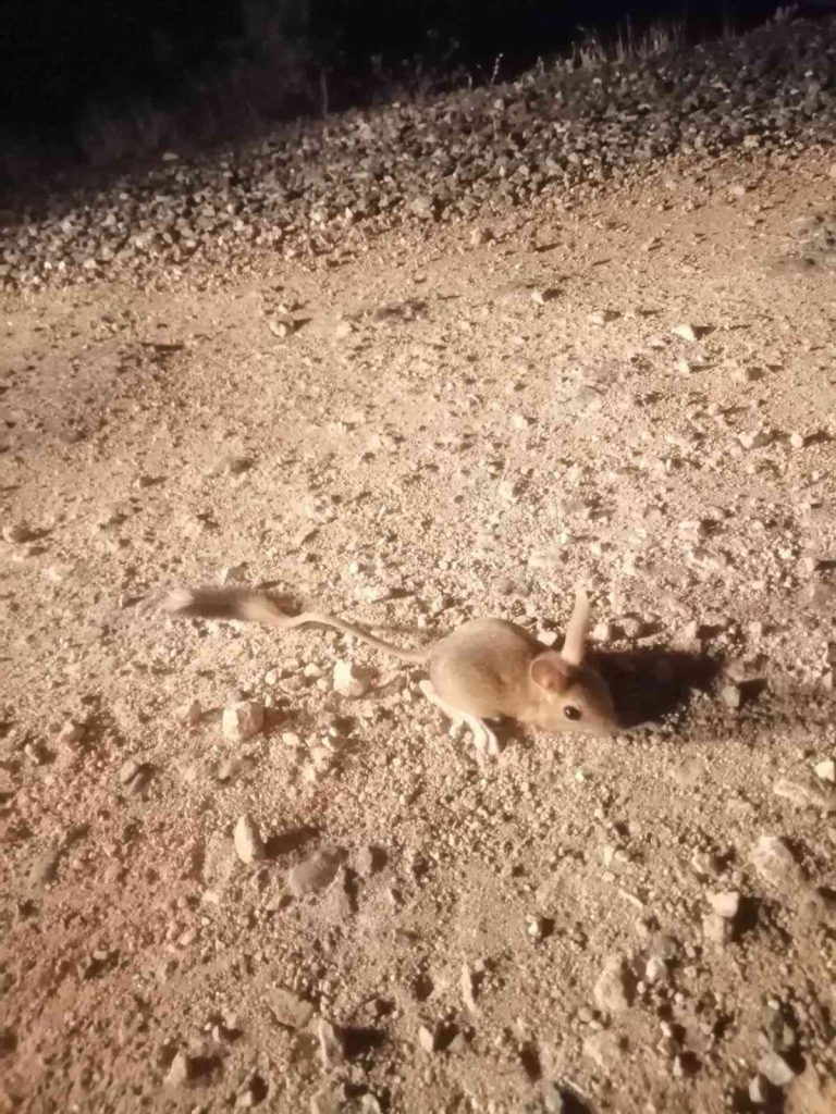 Elazığ’da IUCN’nin ’kırmızı’ listesinde bulunan Arap tavşanı görüntülendi