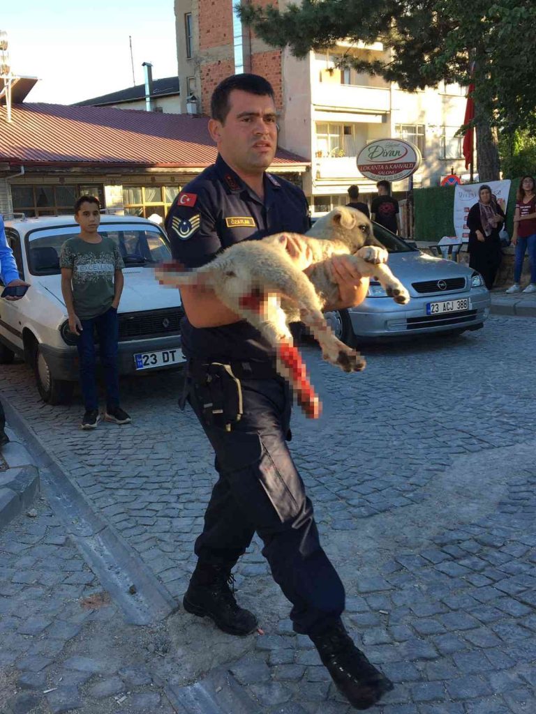 Elazığ’da jandarma ekipleri minibüsün çarptığı köpek için seferber oldu
