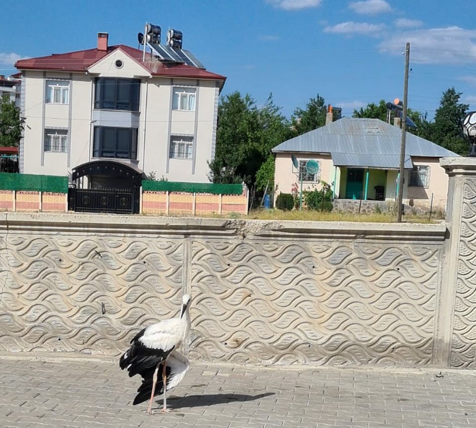 Elazığ’da yaralı halde bulunan leylek, tedavi altına alındı