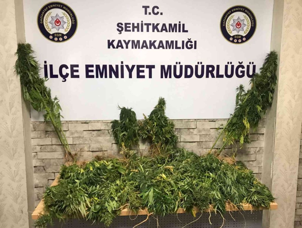 Gaziantep’te 104 kök Hint keneviri ele geçirildi