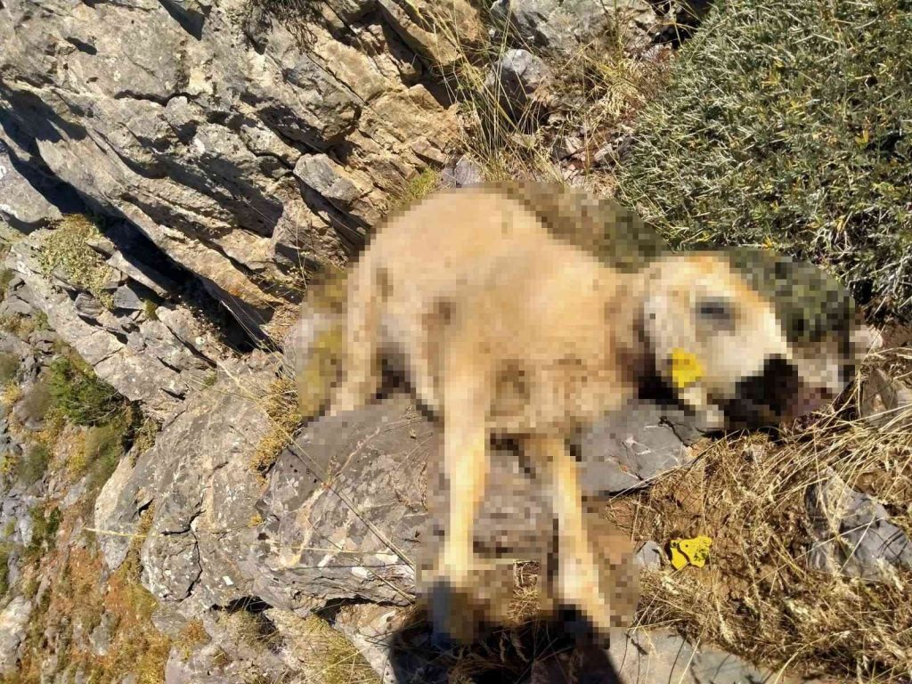 Malatya’da kurtlar 18 koyunu telef etti