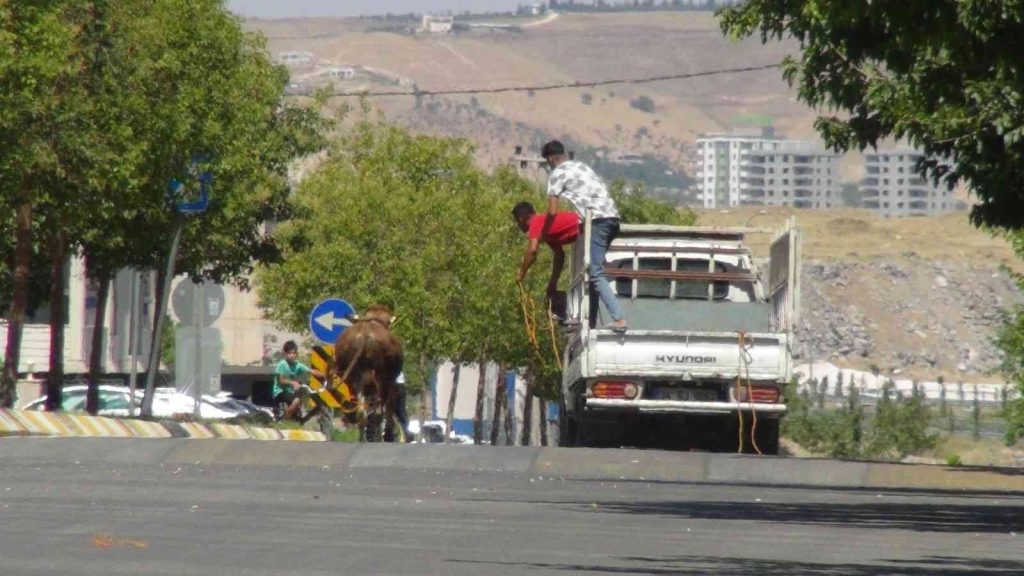Şanlıurfa’da kaçan kurbanlıklar trafikte zor anlar yaşattı