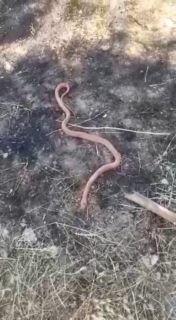 Yılanı gören köylülerin “piton mu kobra mı” diyaloğu gülümsetti