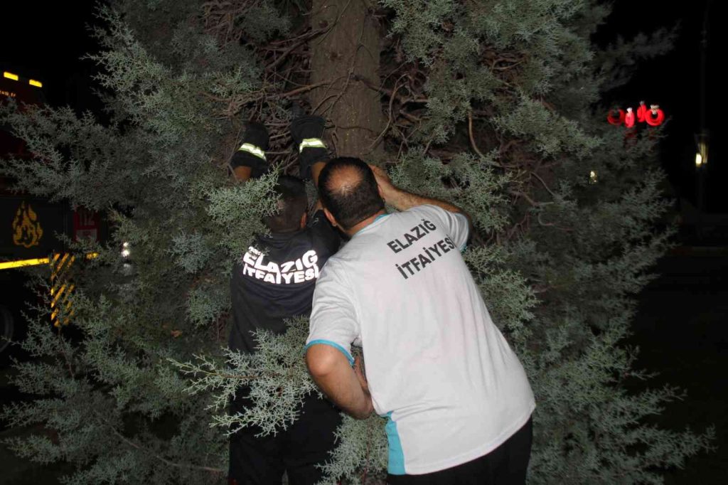 Ağaçta mahsur kalan yavru kedi için ekipler seferber oldu