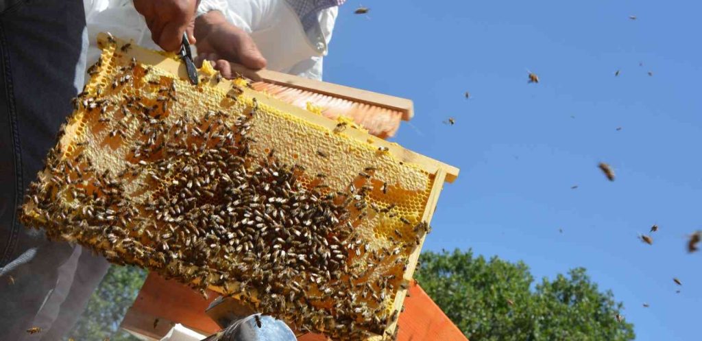’Altın balda’ hasat dönemi başladı: Hedef 2 bin ton bal elde etmek