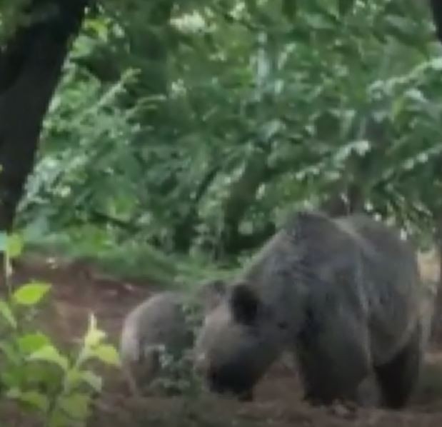 Anne ve yavru ayının dut keyfi