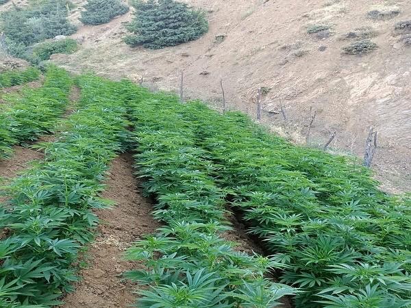 Bingöl’de 1 milyon kök kenevir ele geçirildi