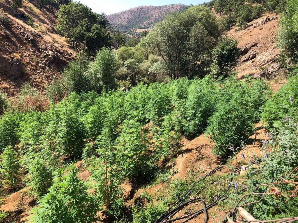 Bingöl’de 10 tarlada 203 bin kök kenevir ele geçirildi