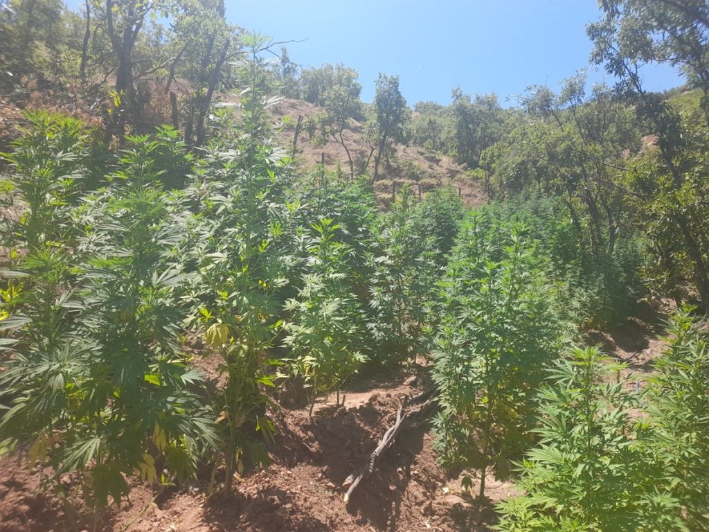 Bingöl’de 275 bin kök kenevir ve 152 kilogram kubar esrar ele geçirildi