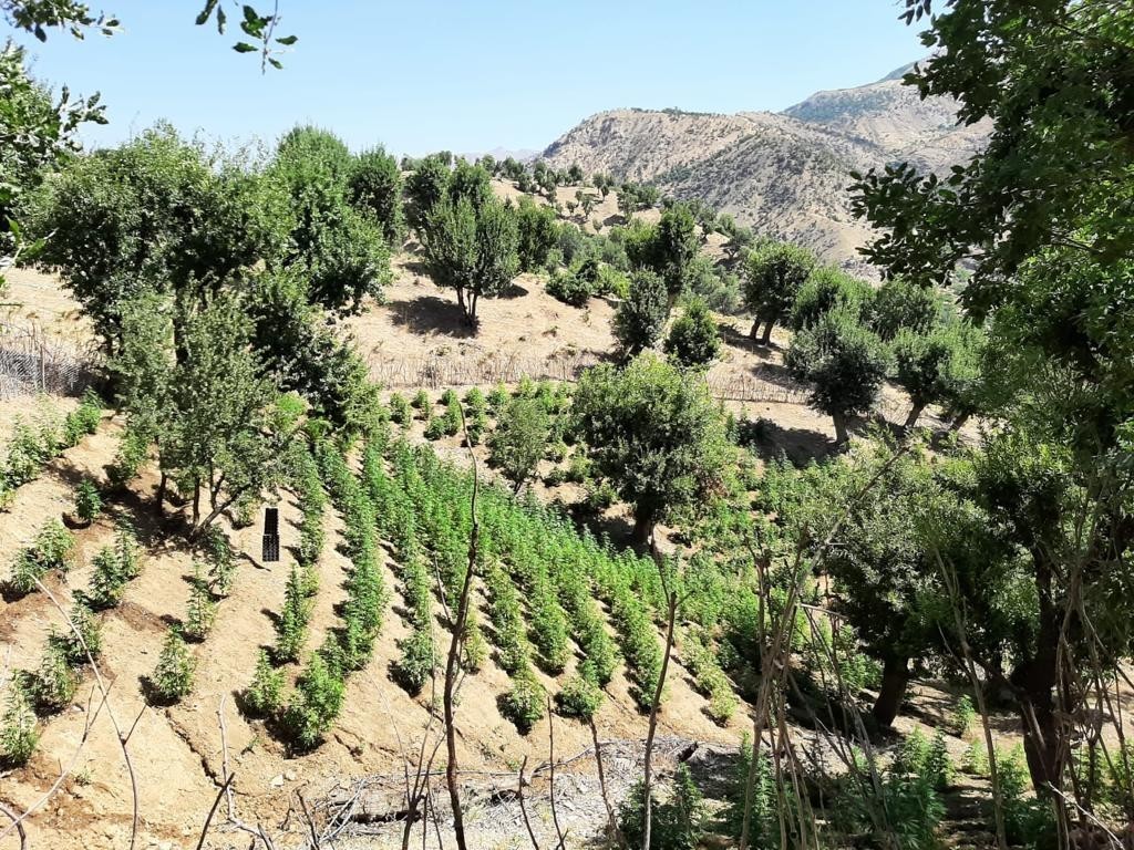 Bingöl’de  311 bin kök kenevir ele geçirildi