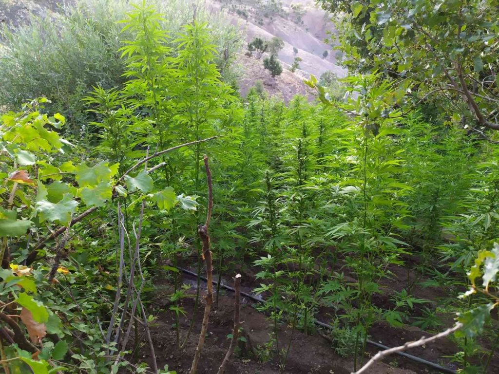 Bingöl’de 92 bin kök kenevir bitkisi ele geçirildi