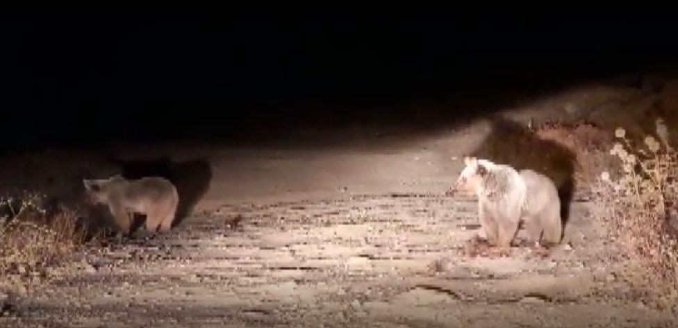 Bozayılar bu ilçeyi mesken tuttu