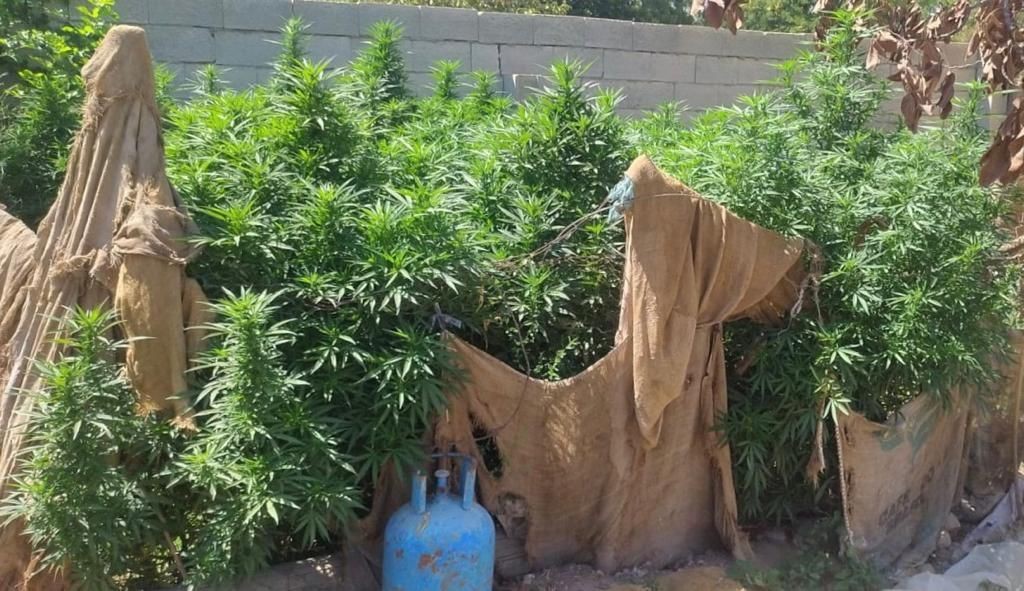 Ceylanpınar’da 114 kök kenevir ele geçirildi