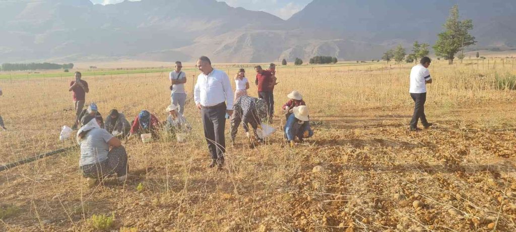 Coğrafi işaretli Tunceli sarımsağının ilk hasadı yapıldı