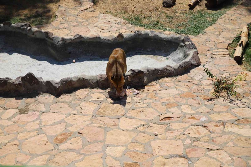 Cumhurbaşkanının aslanları Dünya Aslan Günü’nde buzlu kokteylle serinliyor