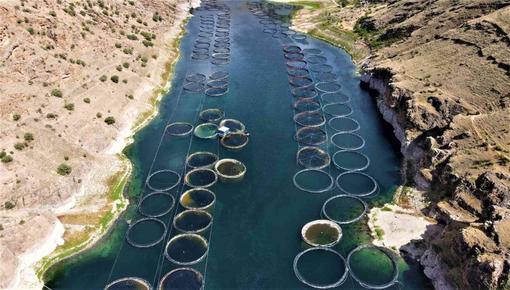 Denizi olmayan Elazığ balık ihracatından 29 milyon dolar gelir elde etti, hedef 50 milyon dolar