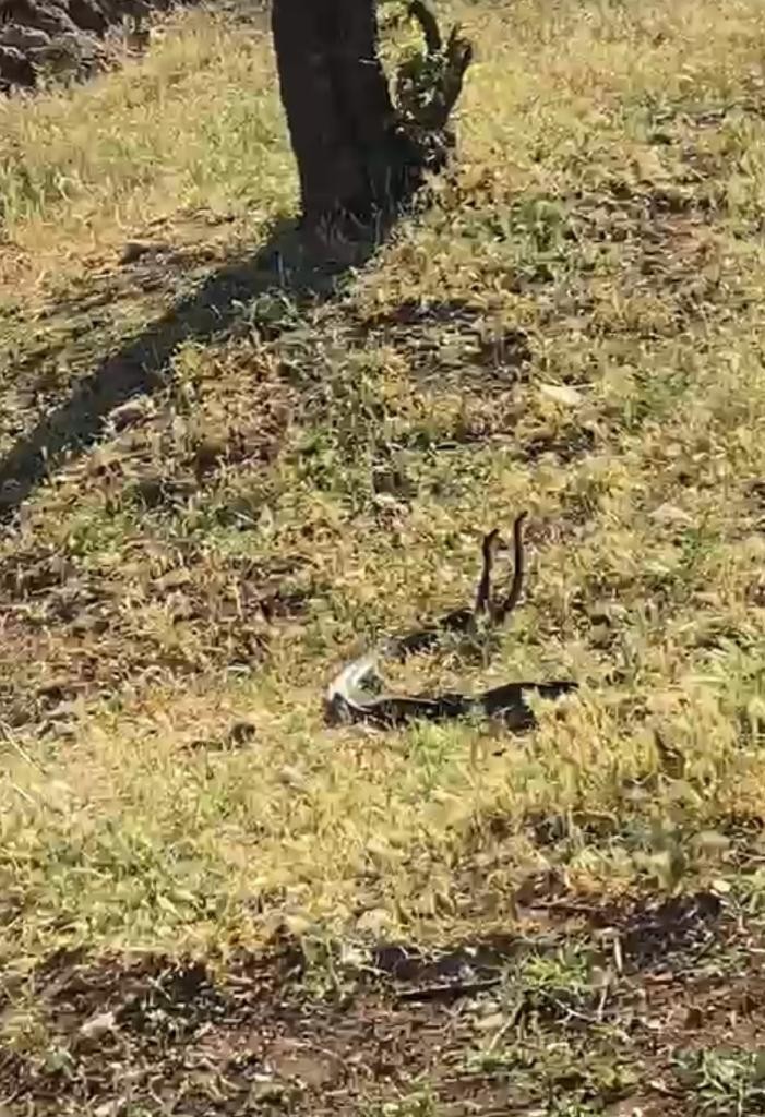 Diyarbakır’da vatandaşlar dans eden 2 metrelik yılanları görüntüledi