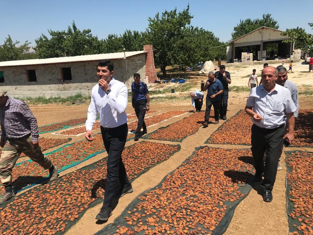 Doğanşehir’de kayısı hasadında sona doğru