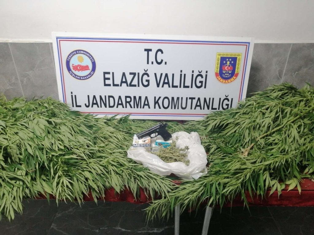 Elazığ’da 119 kök kenevir ele geçirildi