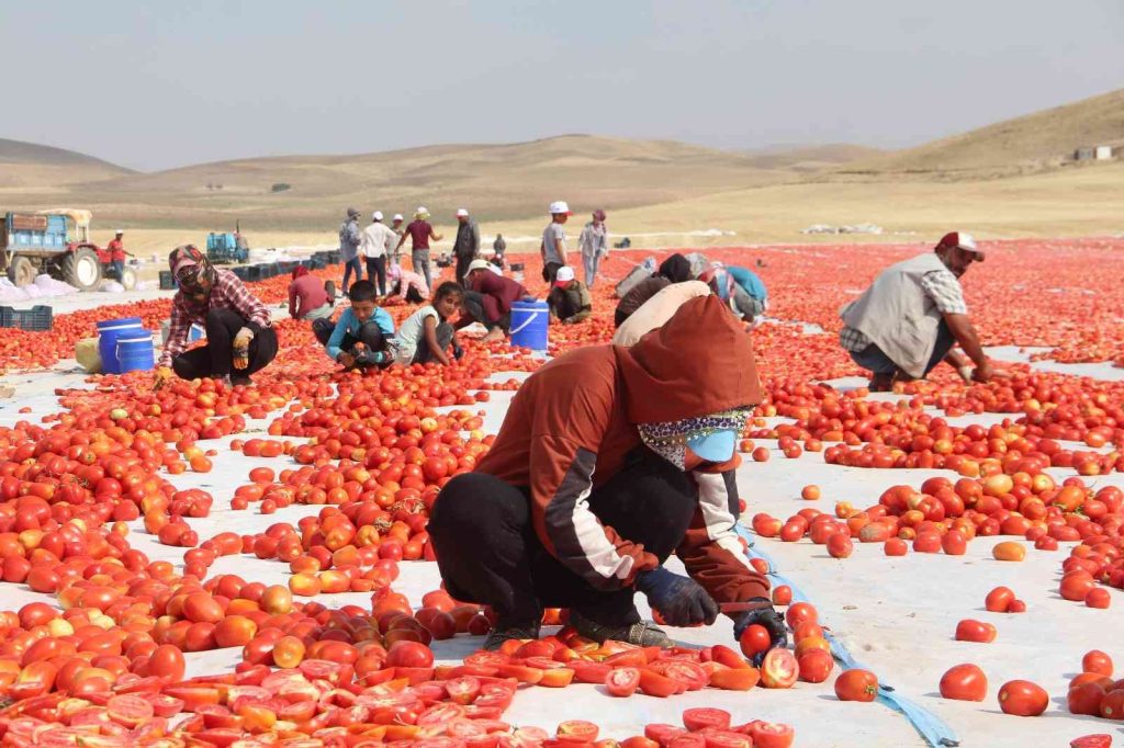Elazığ’da 20 bin dekar alanda domates hasadı sürüyor