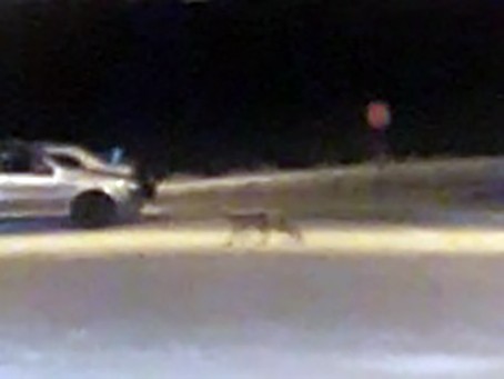 Elazığ’da aç kalan tilki şehre indi