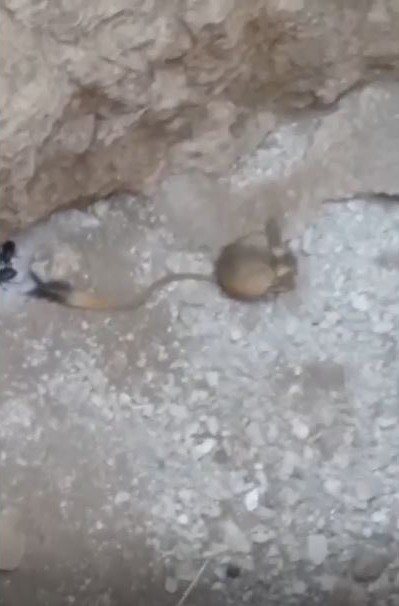 Elazığ’da  Arap tavşanı görüntülendi