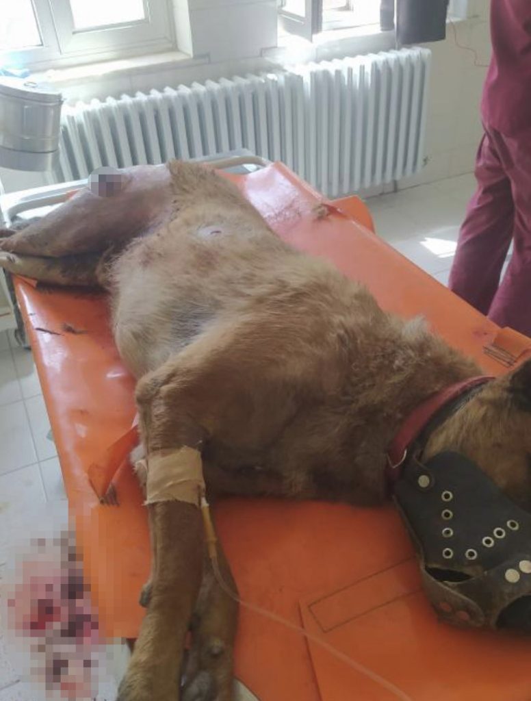 Elazığ’da vahşet,  köpeği 7 yerinden bıçaklayıp öldürdüler