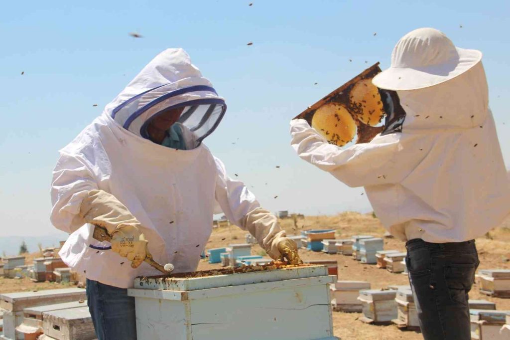 Güneş altında mesai zorlu ama hasat ’tatlı’