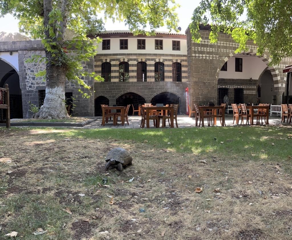İskender Paşa Konağının asırlık kaplumbağası ’Muzaffer’