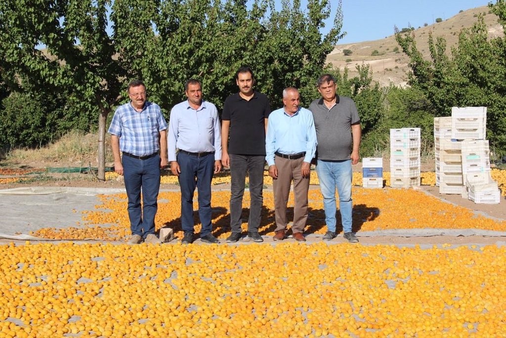 Malatya’da kayısı hasat sezonu hızla devam ediyor