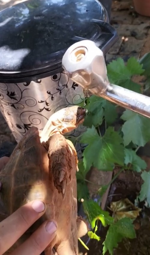 Sıcaktan bunalan kaplumbağa, musluktan akan suyla serinledi
