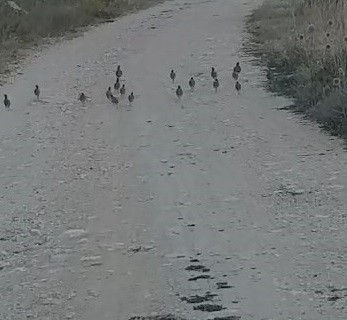 Tunceli’de Çil Keklik sürüsü görüntülendi
