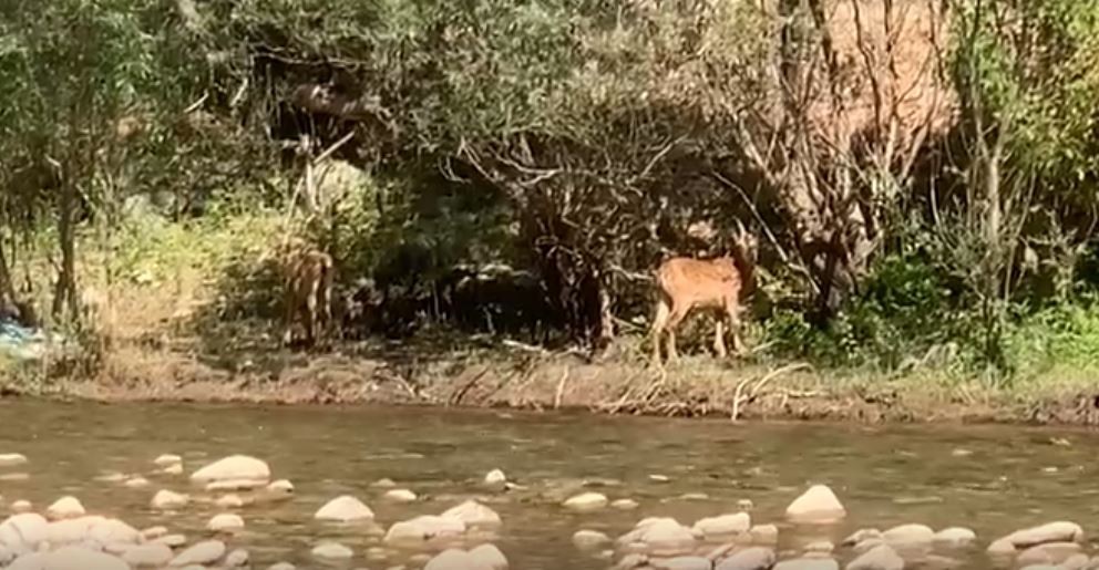 Tunceli’de koruma altındaki yaban keçileri görüntülendi