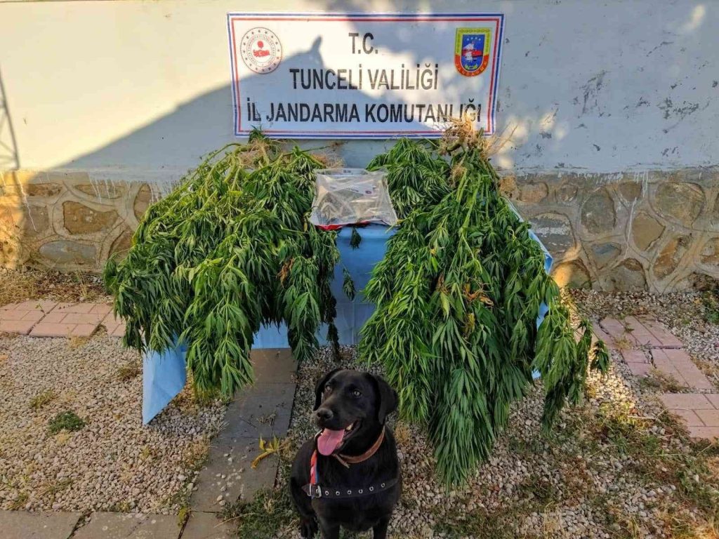 Tunceli’de uyuşturucu operasyonu