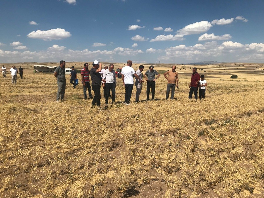 Üreticiye dağıtılan nohutların hasadına başlandı