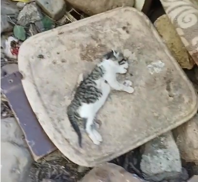 Bingöl’de yavru kediler telef edildi