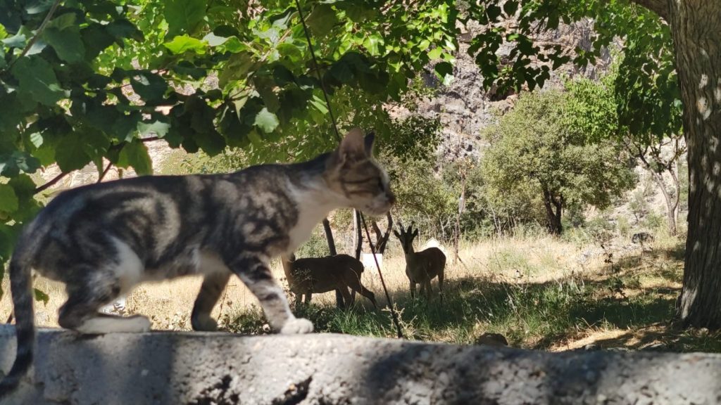 Dağ keçileri mezarlığı mesken tuttu