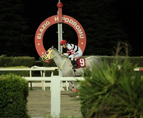 Prof. Dr. Mustafa Temizer Koşusu’nu ‘Hasan In My Heart’ kazandı