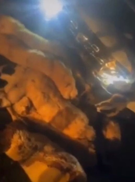 Şanlıurfa’da otomobil koyun sürüsüne daldı: 20 koyun telef oldu