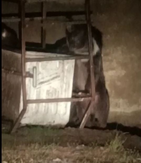 Tunceli’de beyaz yeleli boz ayılar görüntülendi