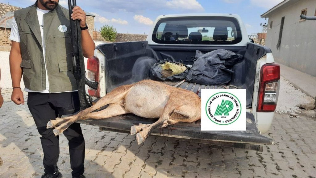 Tunceli’de yaban keçisi avlayan şahsa  253 bin lira ceza