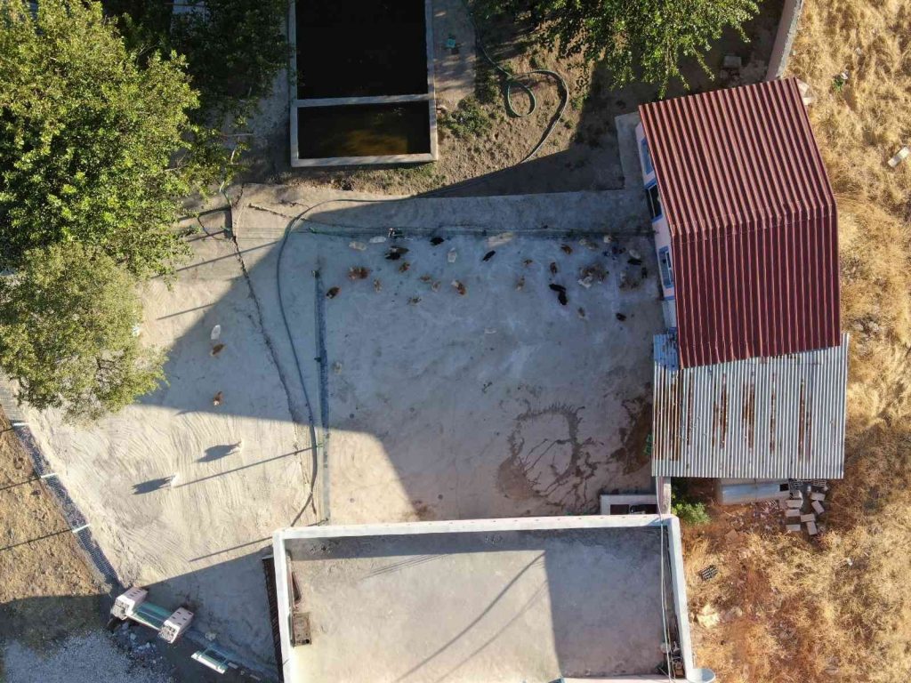 Yurt dışında gördü, Lice’de milyonluk ‘Pomeranian’ çiftliği kurdu