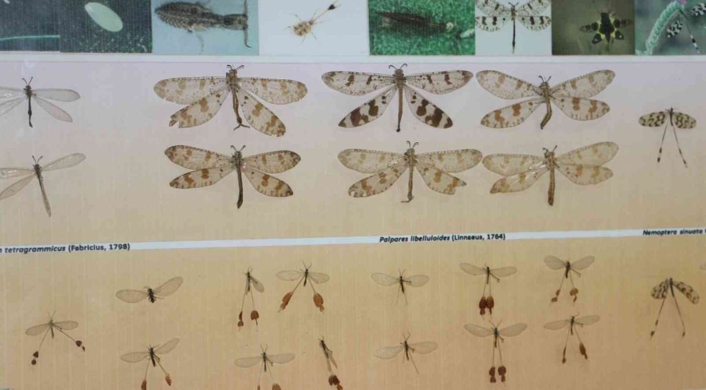 Zooloji profesöründen Suriye üzerinden Türkiye’ye ’Asya Kaplan Sivrisineği’ uyarısı