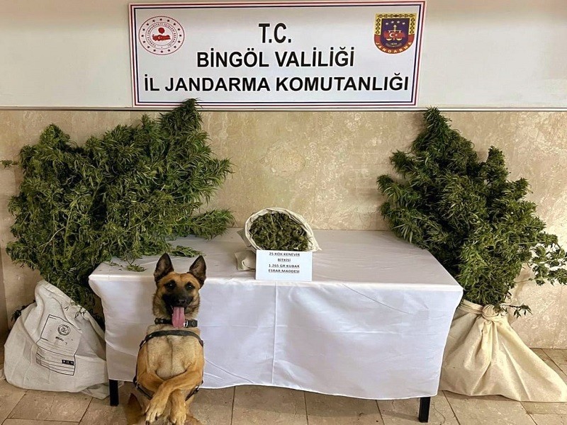 Bingöl’de bir evde 25 kök kenevir ve esrar ele geçirildi