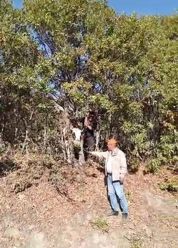 Elazığ’da kafası ağaca sıkışan inek kurtarıldı