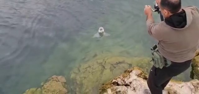 Elazığlı balıkçılar, olta ile 1.5 metrelik balık tuttu